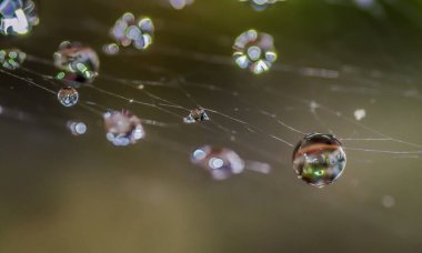 Örümcek ağlarına serpilmiş çiy damlaları, yakın plan.