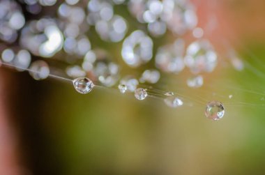 Örümcek ağlarına serpilmiş çiy damlaları, yakın plan.