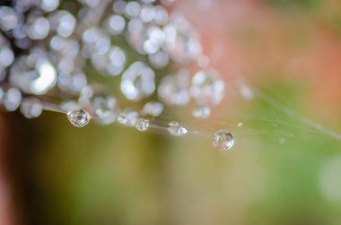 Örümcek ağlarına serpilmiş çiy damlaları, yakın plan.