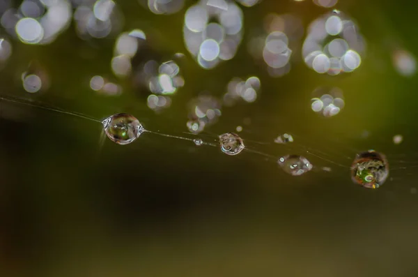 Verstreute Tropfen Morgentau Auf Spinnweben Nahaufnahme — Stockfoto