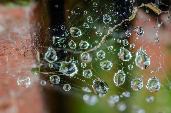 Scattered Drops Morning Dew Cobwebs Close — Stock Photo, Image