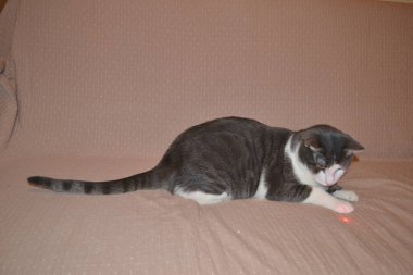 Apartmanda gri beyaz bir kedi portresi.