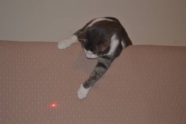 Apartmanda gri beyaz bir kedi portresi.
