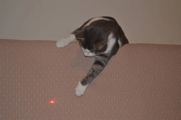 Apartmanda gri beyaz bir kedi portresi.
