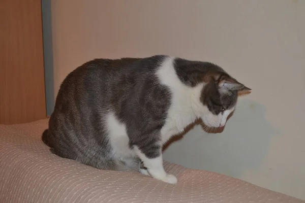 Portret Van Een Grijze Witte Speelse Kat Het Appartement — Stockfoto