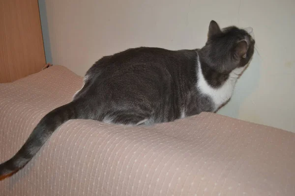 Portrait Gray White Playful Cat Apartment — Stock Photo, Image