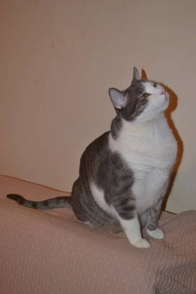 アパートの灰色と白の遊び心のある猫の肖像画 — ストック写真