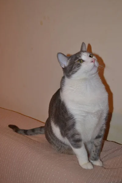 Retrato Gato Gris Blanco Juguetón Apartamento — Foto de Stock