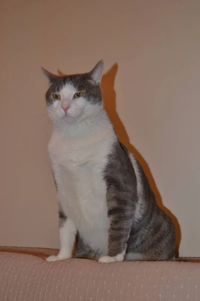 Retrato Gato Gris Blanco Juguetón Apartamento — Foto de Stock