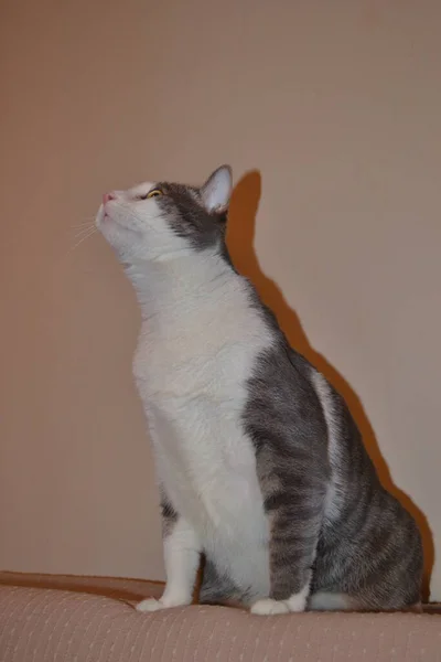Retrato Gato Brincalhão Cinza Branco Apartamento — Fotografia de Stock
