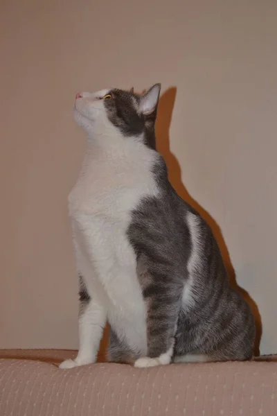 Portrait Gray White Playful Cat Apartment — Stock Photo, Image