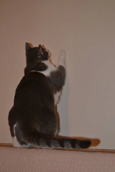 Portrait Gray White Playful Cat Apartment — Stock Photo, Image