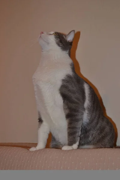 Porträt Einer Grau Weißen Verspielten Katze Der Wohnung — Stockfoto