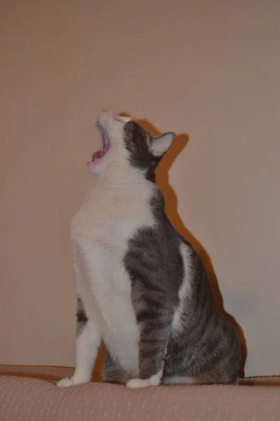 Apartmanda gri beyaz bir kedi portresi.