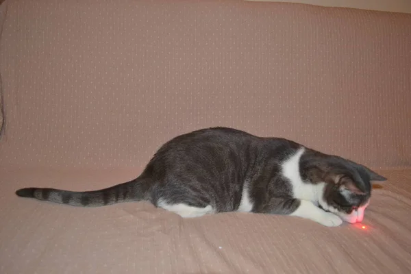 Portrait Gray White Playful Cat Apartment — Stock Photo, Image