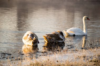 Tuna Kanalı 'nın kıyısında üç beyaz kuğu.