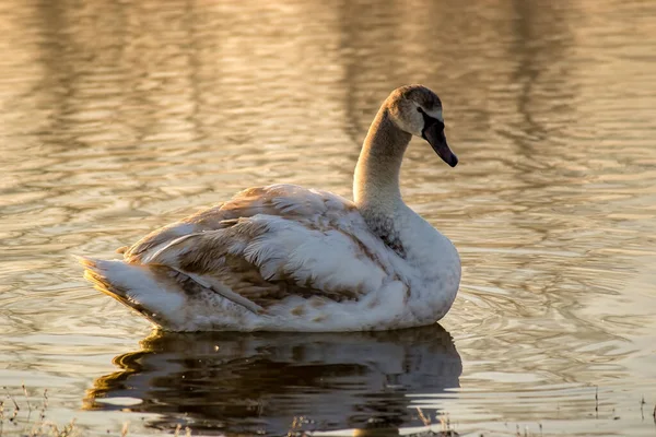 Cisne Joven Agua Orillas Del Canal Del Danubio — Foto de Stock