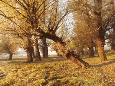 Novi Sad, Sırbistan - Aralık 04. 2013: Sırbistan 'ın Novi Sad kenti yakınlarındaki Tuna Nehri' nin kolları üzerinde gün batımı