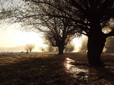 Novi Sad, Sırbistan - Aralık 04. 2013: Sırbistan 'ın Novi Sad kenti yakınlarındaki Tuna Nehri' nin kolları üzerinde gün batımı