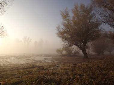 Novi Sad, Sırbistan - Aralık 04. 2013: Sırbistan 'ın Novi Sad kenti yakınlarındaki Tuna Nehri' nin kolları üzerinde gün batımı
