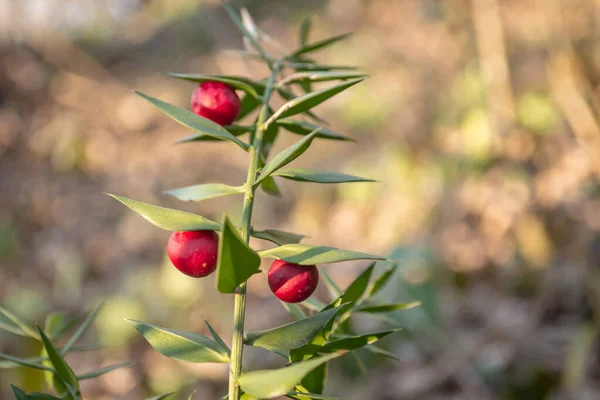 Kvistar Med Röda Bär Vintergröna Buskiga Växten Ruscus Aculeatus — Stockfoto