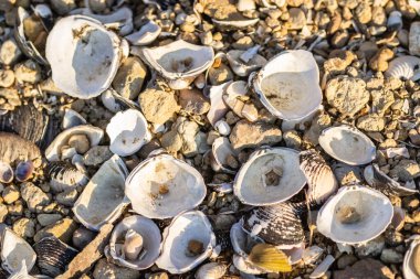 Nehir kabukları Tuna 'nın çakıl taşı kıyısına saçıldı..