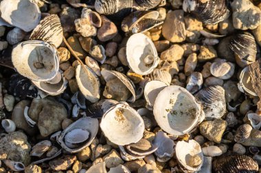 Nehir kabukları Tuna 'nın çakıl taşı kıyısına saçıldı..