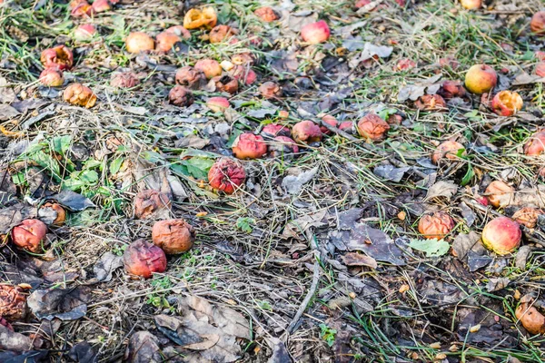 Upadłe Jabłka Trawie Ogrodzie — Zdjęcie stockowe