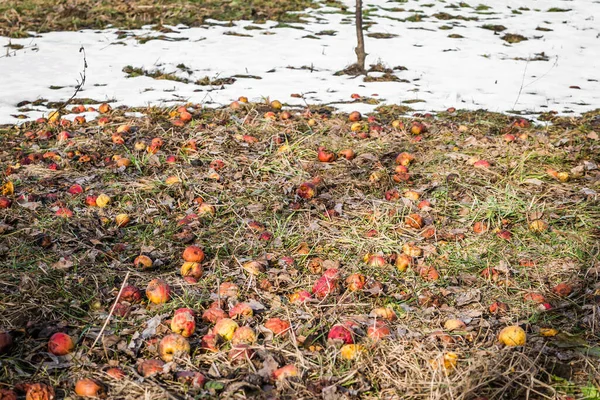 stock image Fallen rotten apples on grass in the garden.