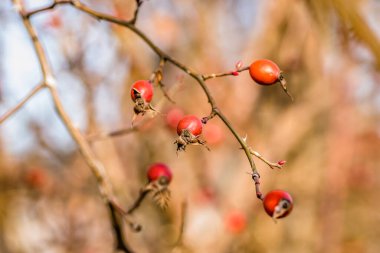 Taze olgun kalçalar, çiğ yaban mersini ya da tohum ve sağlıklı gıda kavramı olan köpek gülü meyveleri..