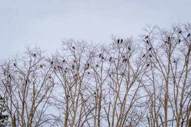 Akasya gölgelerinde bir kuzgun sürüsü..