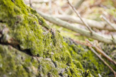 Yeşil ağaç kabuğu üzerinde yosun