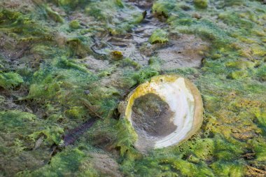 Buzlu bataklık suyunun altında açık nehir kabuğu.