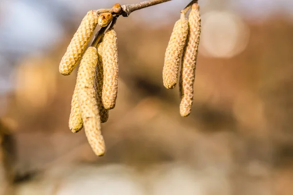 Torkade Knoppar Grenar Trädhasselnötter — Stockfoto