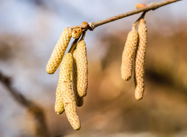 Torkade Knoppar Grenar Trädhasselnötter — Stockfoto