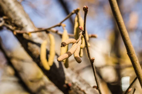 Torkade Knoppar Grenar Trädhasselnötter — Stockfoto