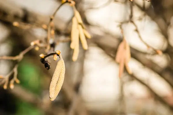 Сушені Бруньки Гілках Дерев Фундук — стокове фото