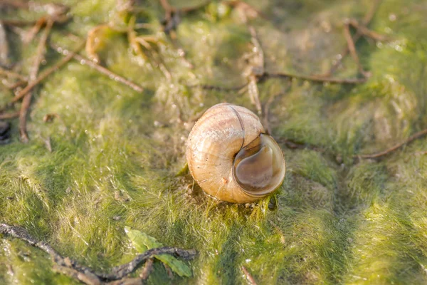 뒤덮인 달팽이 껍데기 — 스톡 사진