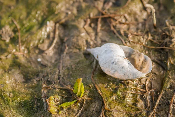 空荡荡的蜗牛壳 在布满青草的沼泽地里 — 图库照片