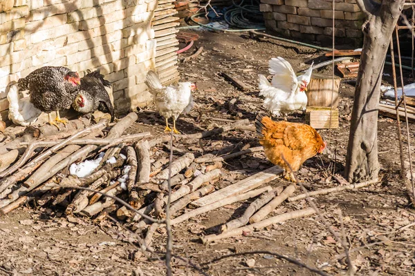 Csirkék Hagyományos Szabadtartású Baromfitartó Gazdaságban — Stock Fotó