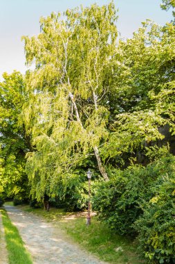 Ortaçağ Petrovaradin kalesinde yürüyüş izleri..