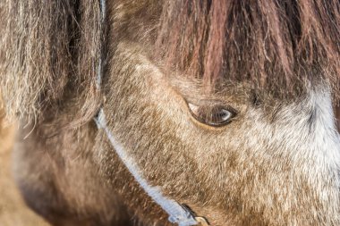 Özel bir ahırda midilli atlarının gözleri..