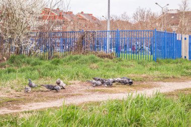 Novi Sad 'ın banliyölerinde beslenen bir güvercin sürüsü..
