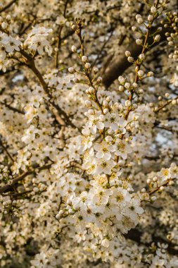 Sarı erik çiçekleri, yaklaşın..