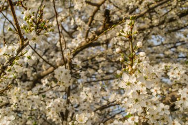 Sarı erik çiçekleri, yaklaşın..