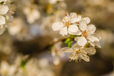 Sarı erik çiçekleri, yaklaşın..