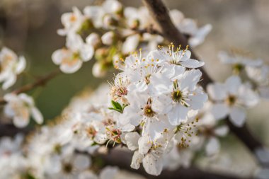 Sarı erik çiçekleri, yaklaşın..