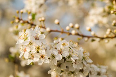 Sarı erik çiçekleri, yaklaşın..