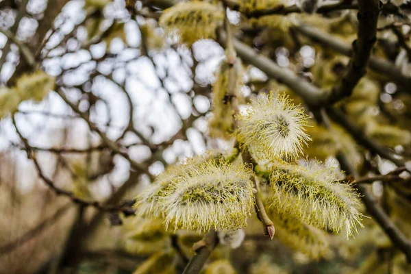 Knopen Een Tak Van Een Geitenwilg Boom Close — Stockfoto