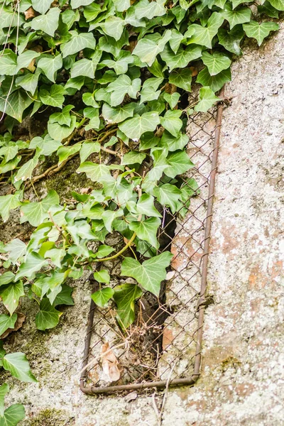 Apertures Old Walls Bastion Prince Eugene Savoy Petrovaradin Fortress Novi —  Fotos de Stock